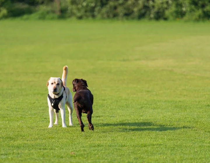 Labrador retrívr po úspěšném zákroku