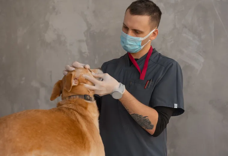 Preventivní prohlídka psa u veterináře
